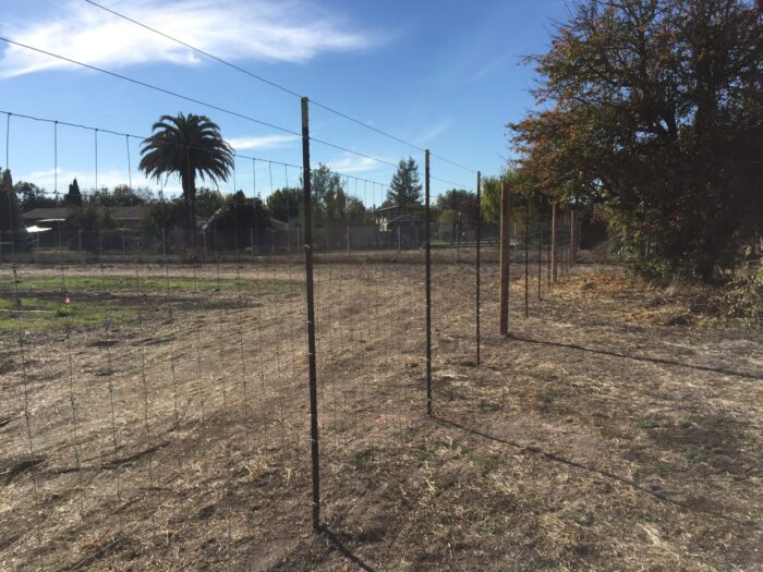 Deer Fence with T Posts